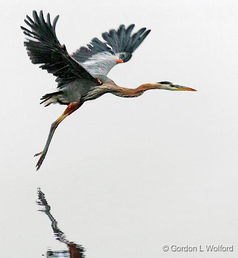 Heron In Foggy Flight_24427md.jpg - Great Blue Heron (Ardea herodias) photographed along the Rideau Canal Waterway near Crosby, Ontario, Canada.